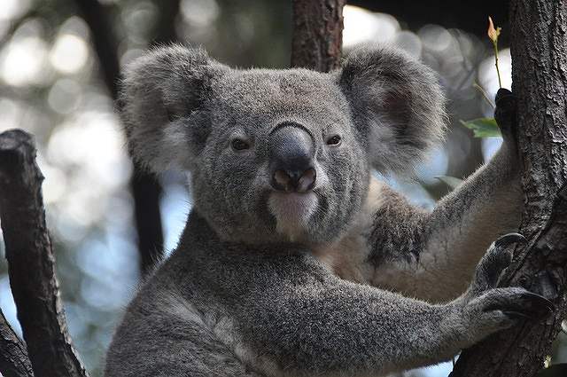 s-koala-3