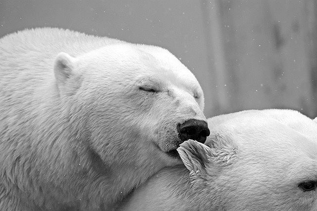 s-polar-bear-0208