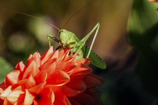 grasshopper-4