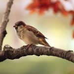 sparrow-9950_640