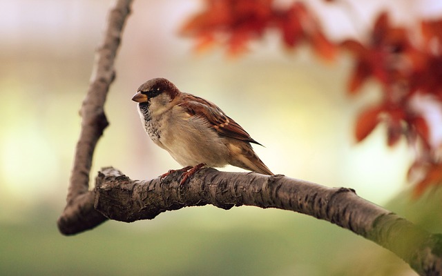 sparrow-9950_640