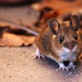 s-wood-mouse-2179253_1920